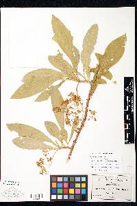 Solanum bicorne image