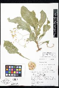 Solanum bicorne image