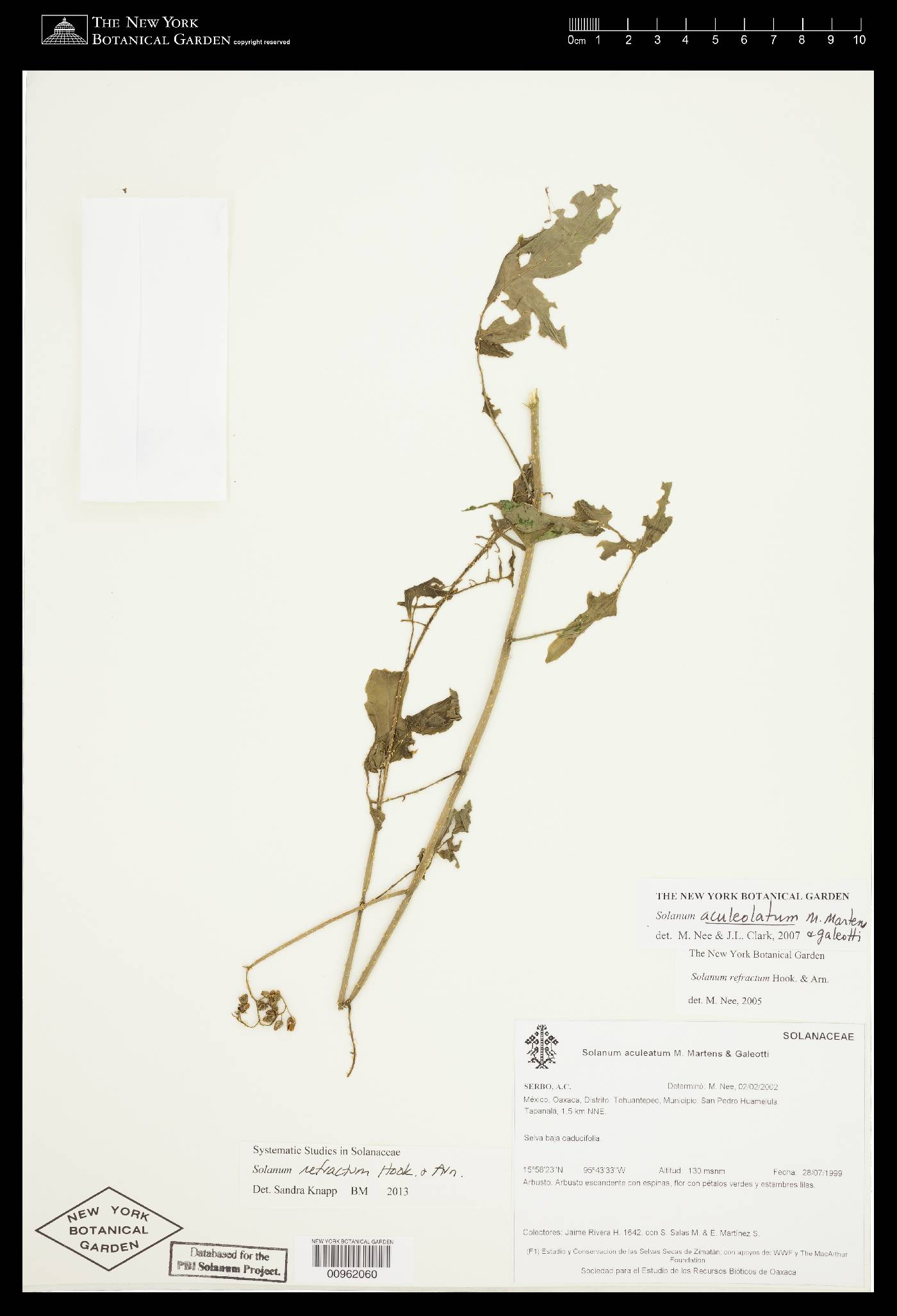 Solanum refractum image