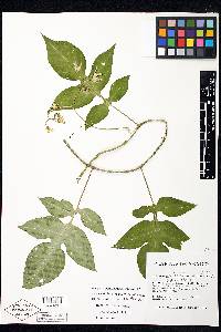 Solanum refractum image