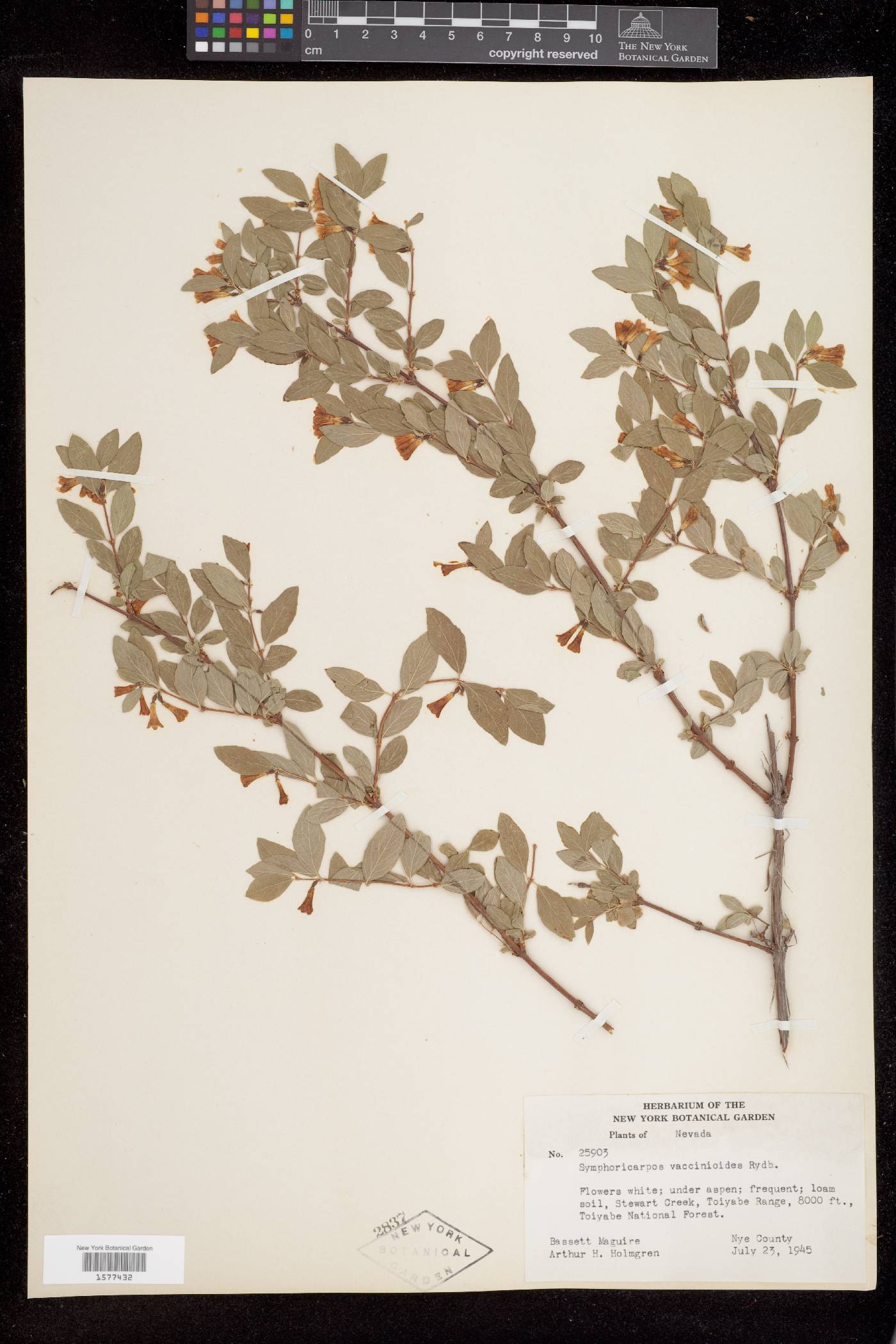 Symphoricarpos oreophilus var. utahensis image
