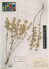 Monardella odoratissima subsp. discolor image