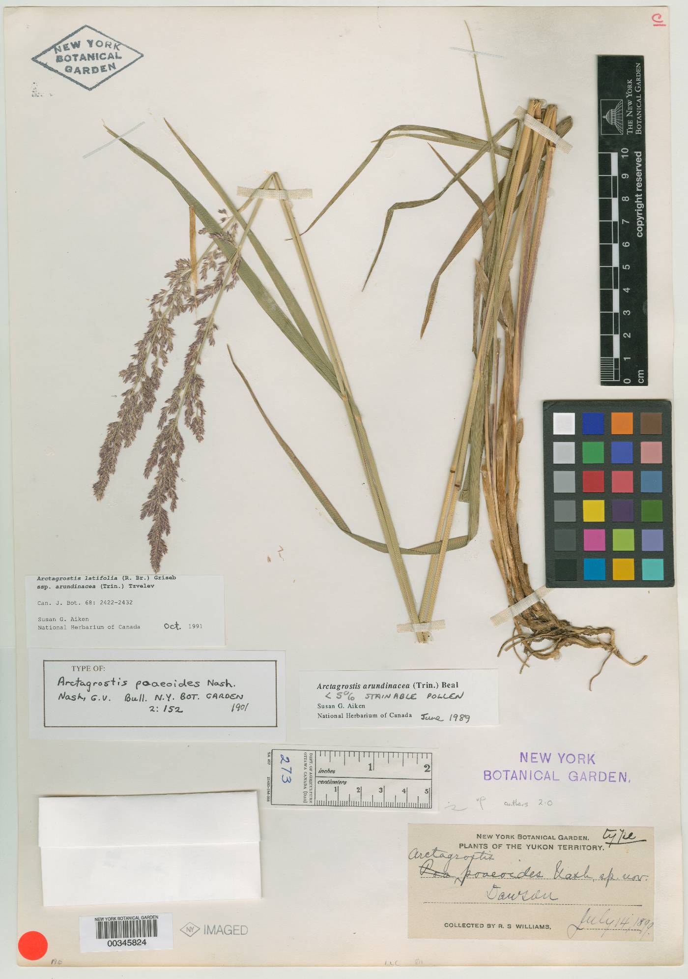 Arctagrostis poaeoides image