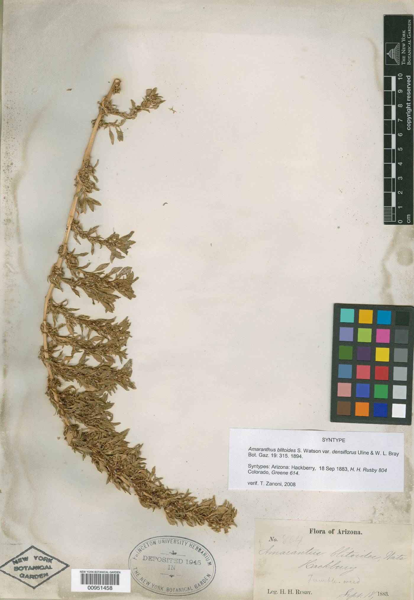 Amaranthus blitoides var. densifolius image