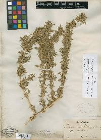 Amaranthus blitoides var. densifolius image