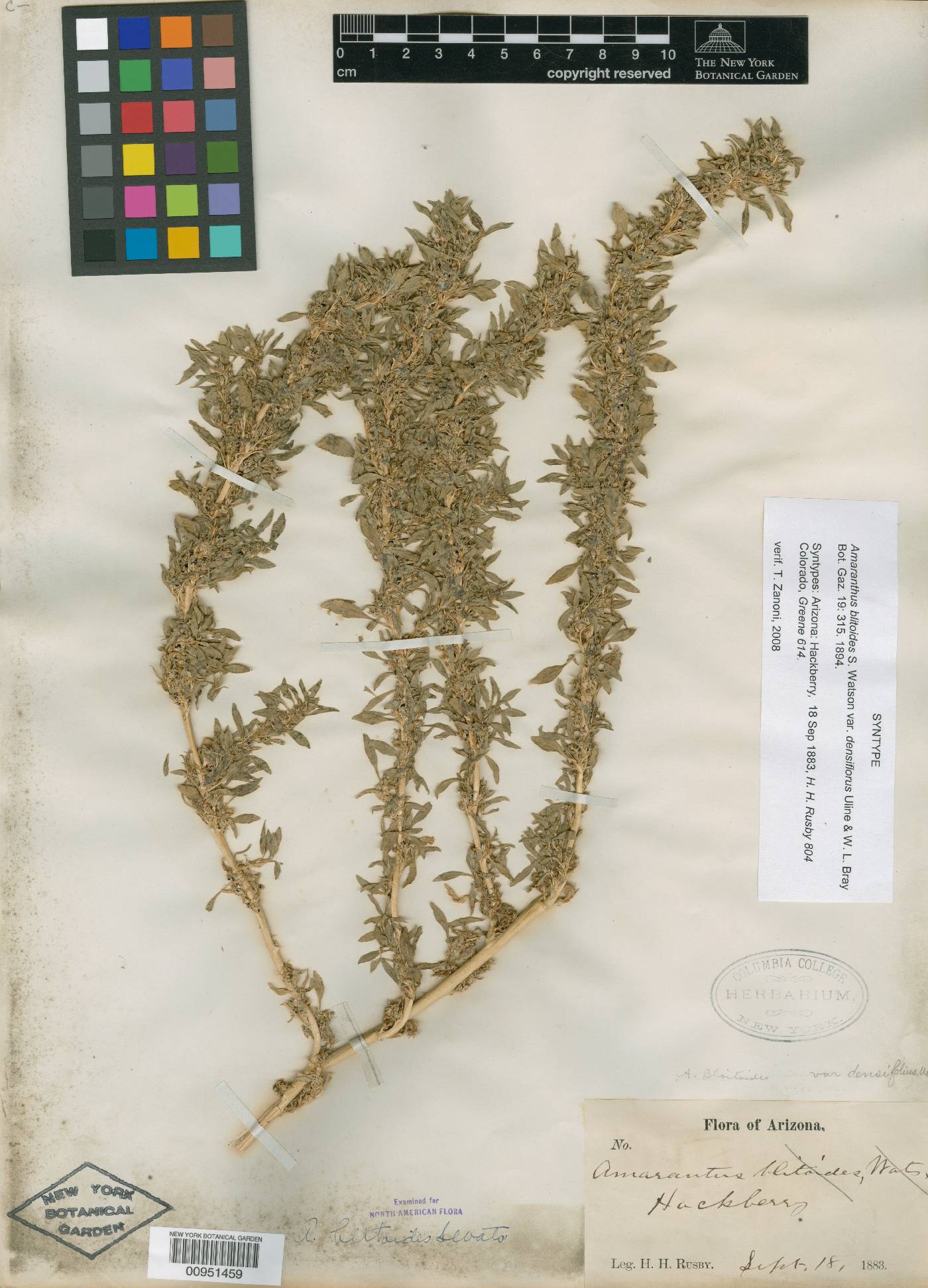 Amaranthus blitoides var. densifolius image