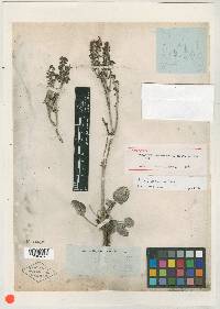 Eriogonum obtusum image
