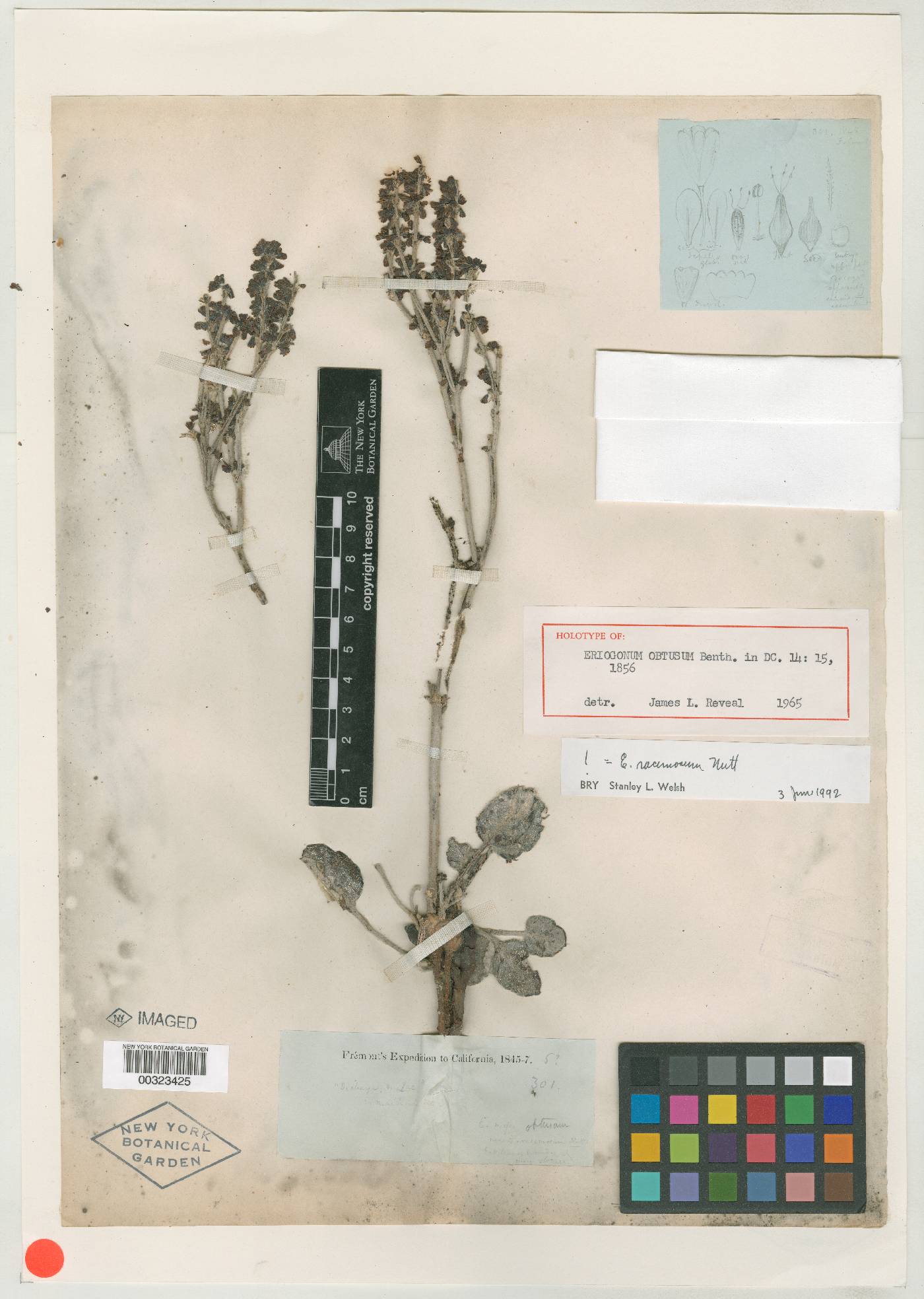 Eriogonum obtusum image