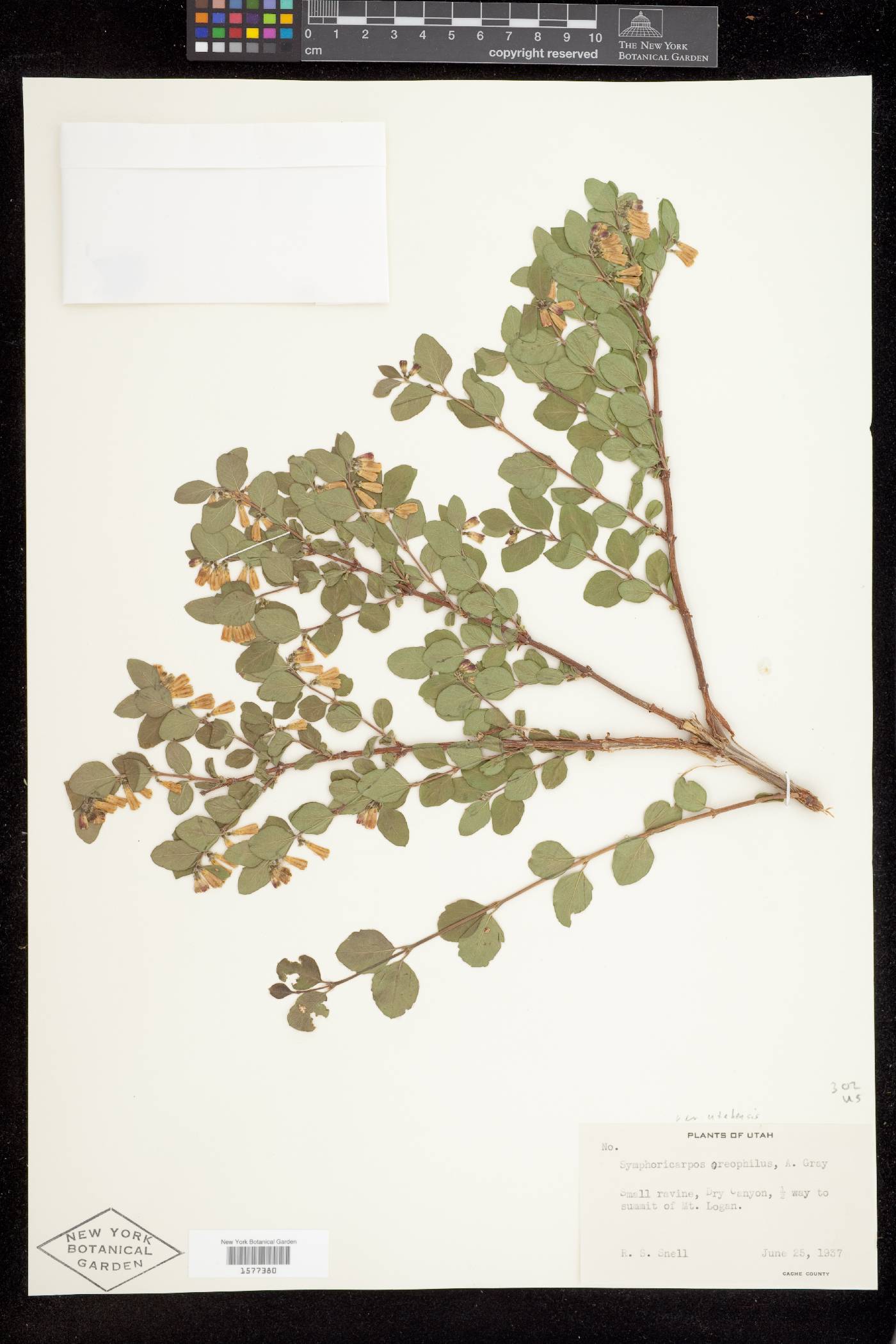 Symphoricarpos oreophilus var. utahensis image