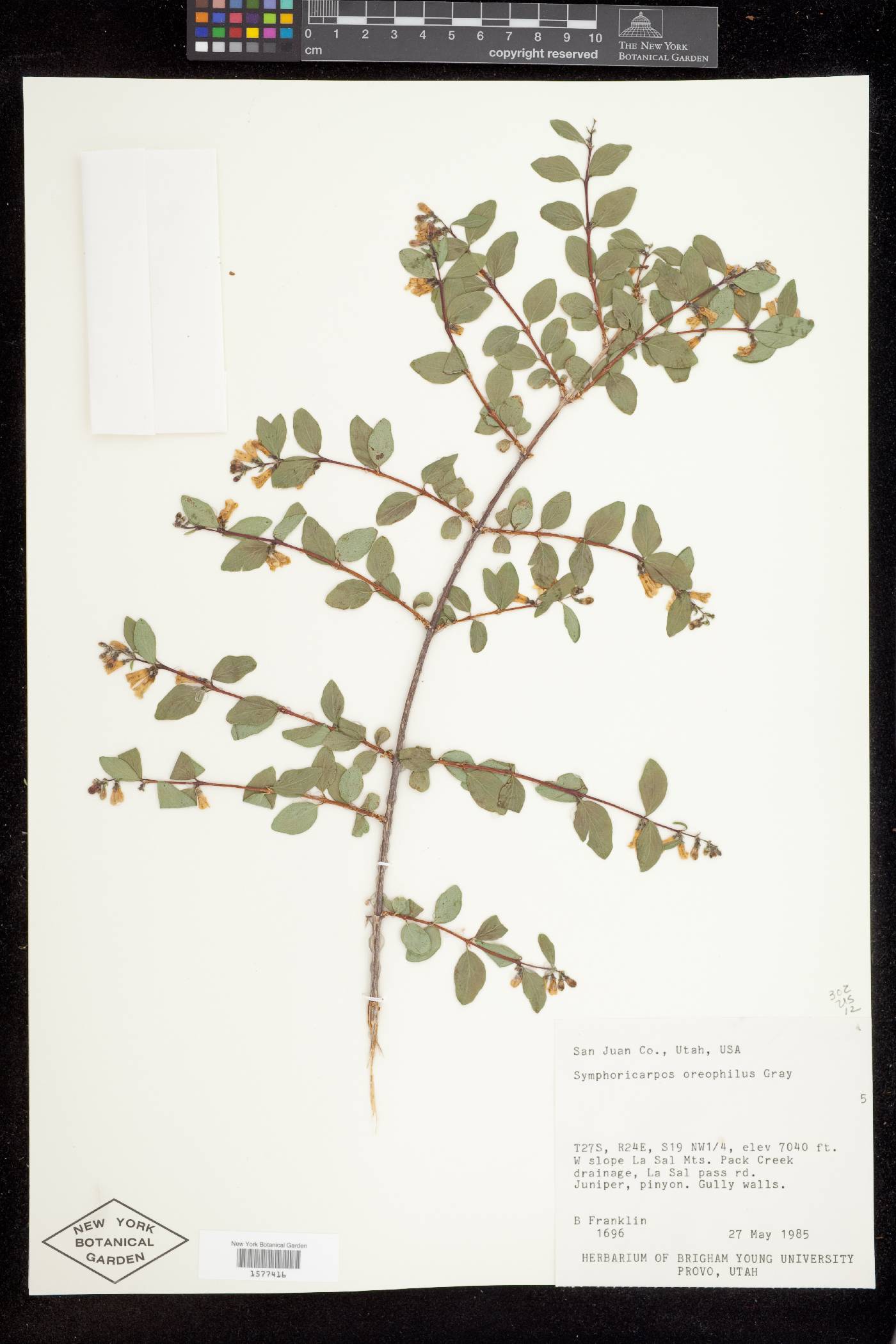 Symphoricarpos oreophilus var. utahensis image