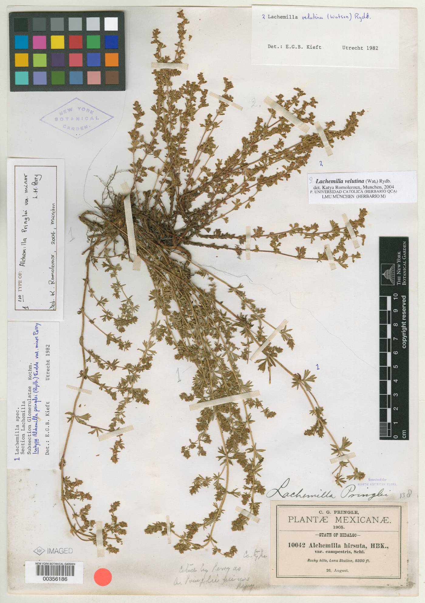 Alchemilla pringlei image