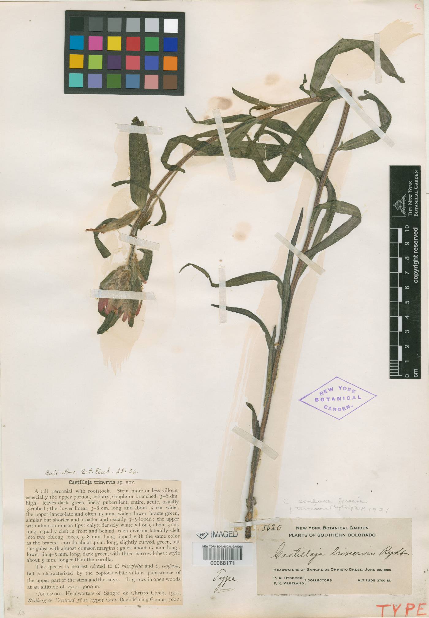 Castilleja trinervis image