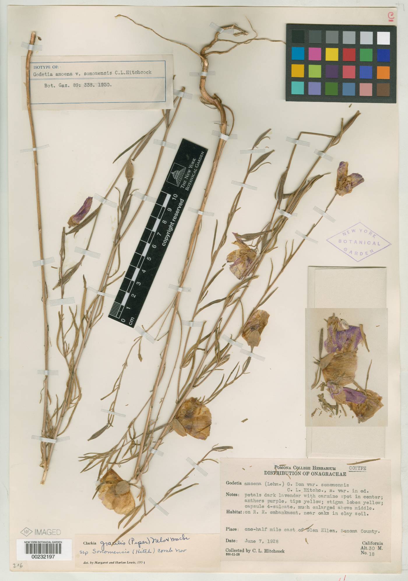 Godetia amoena var. sonomensis image