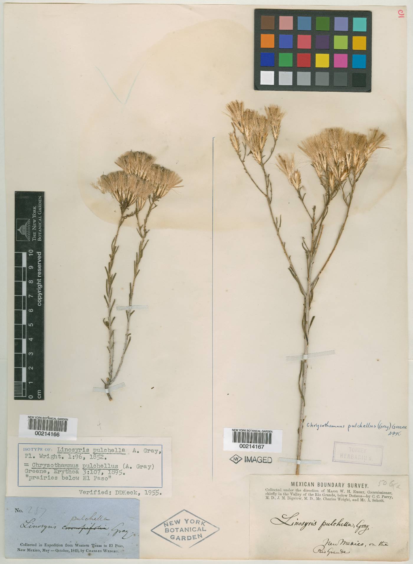 Linosyris image