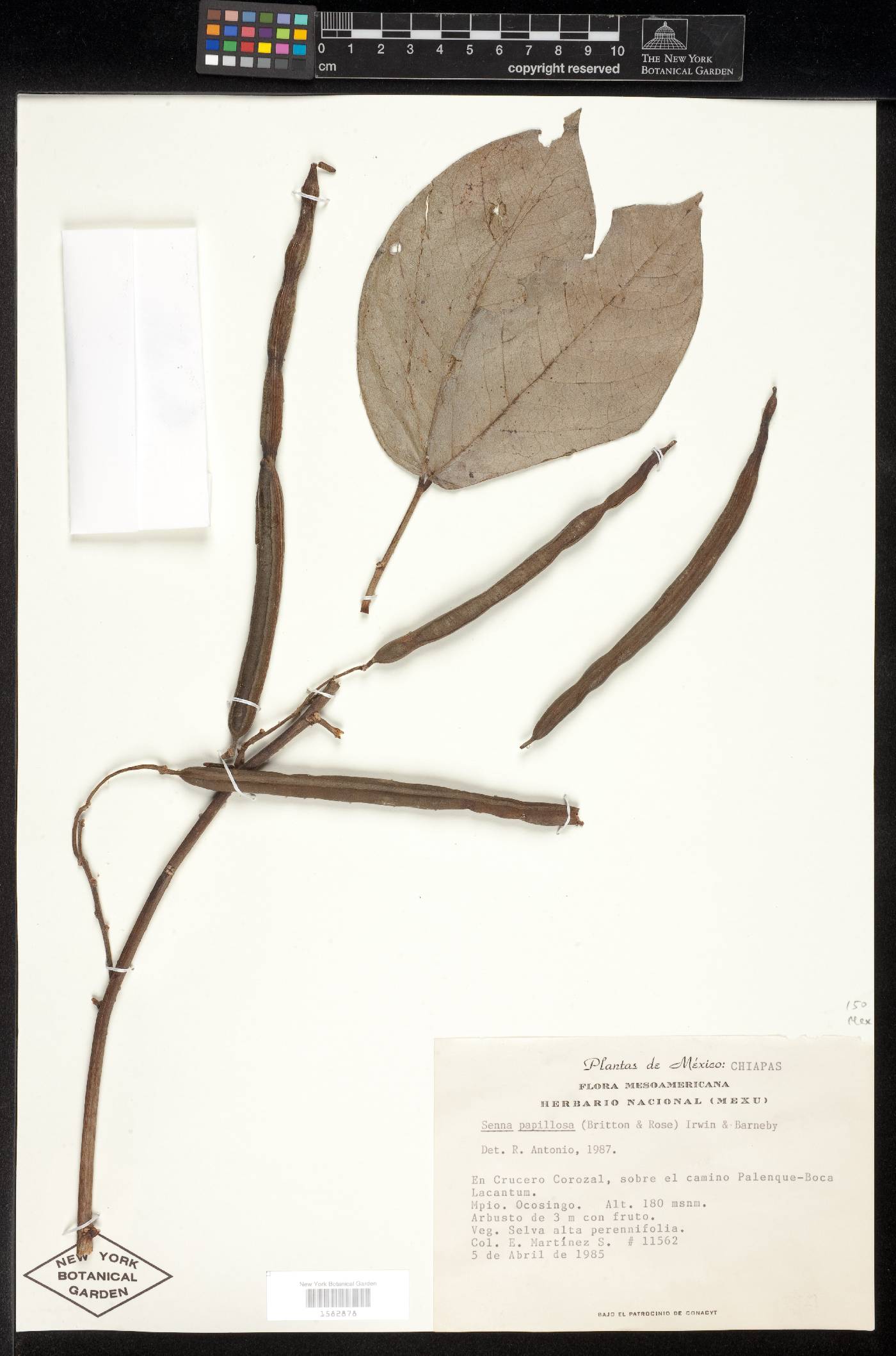 Senna bacillaris image