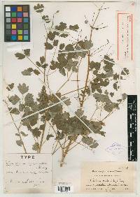 Thalictrum occidentale image