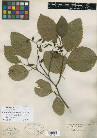 Alnus rhombifolia image