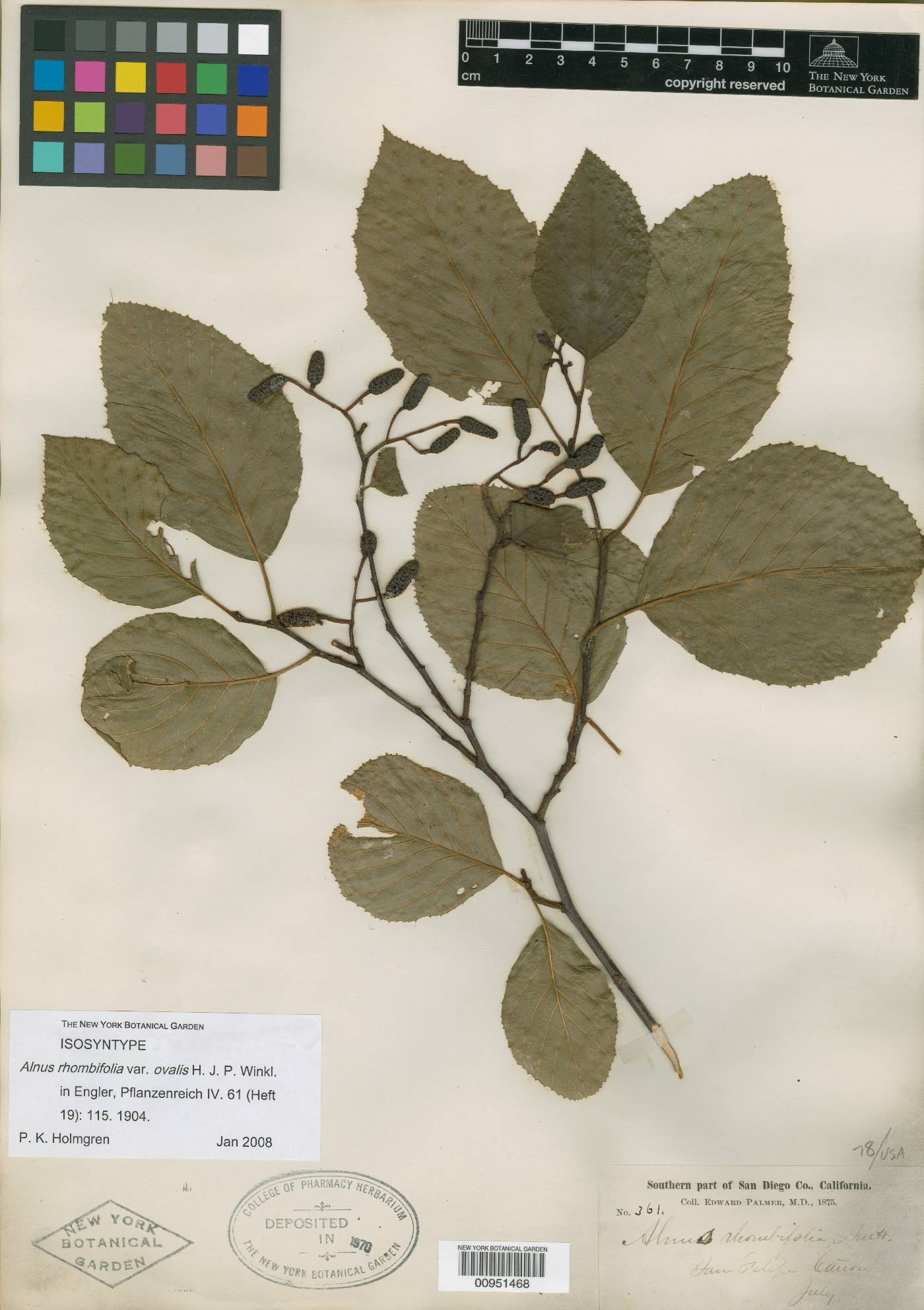 Alnus rhombifolia var. ovalis image