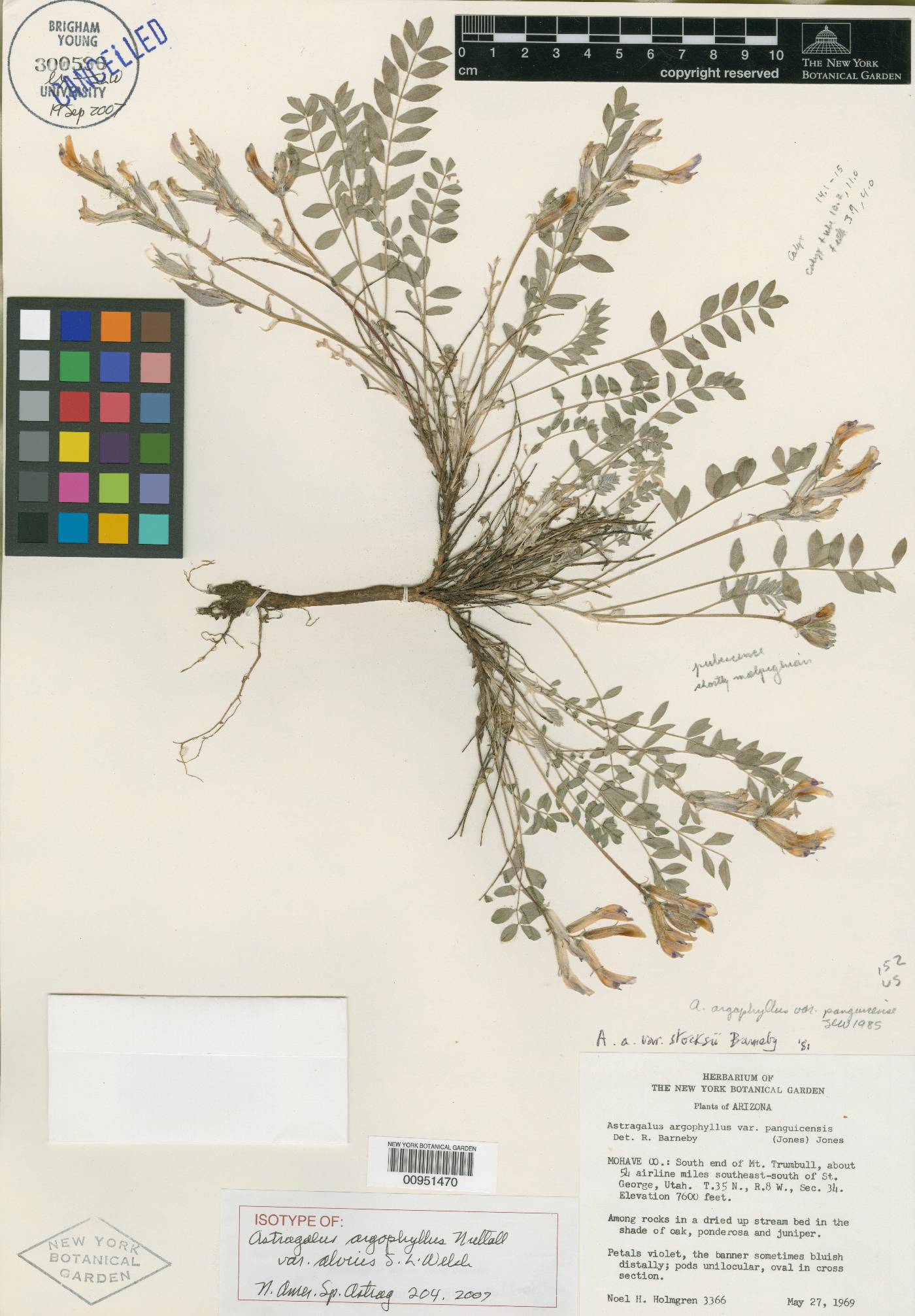 Astragalus argophyllus var. alvius image