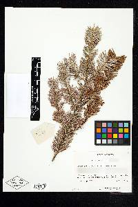 Abies sachalinensis image