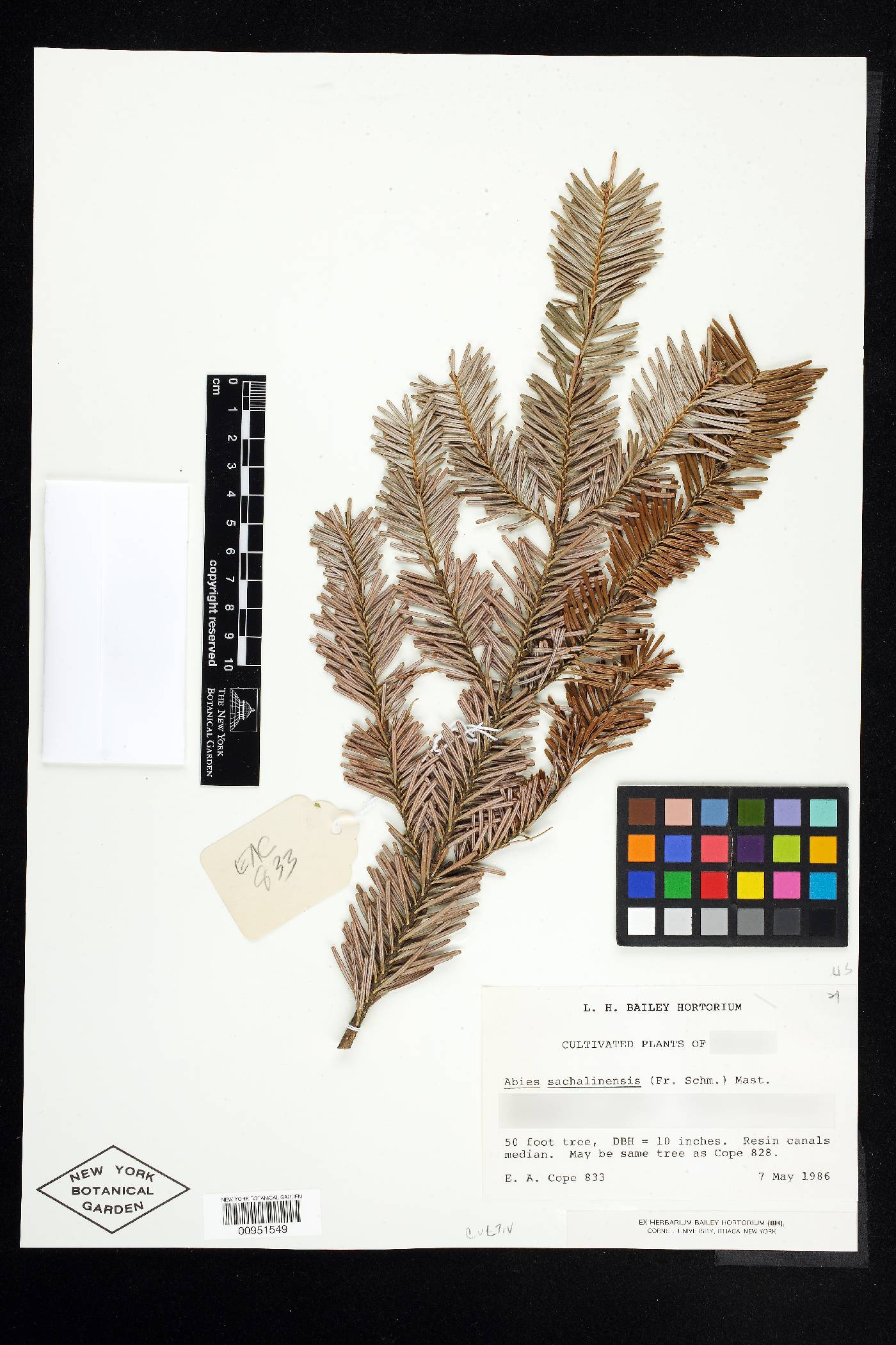 Abies sachalinensis image