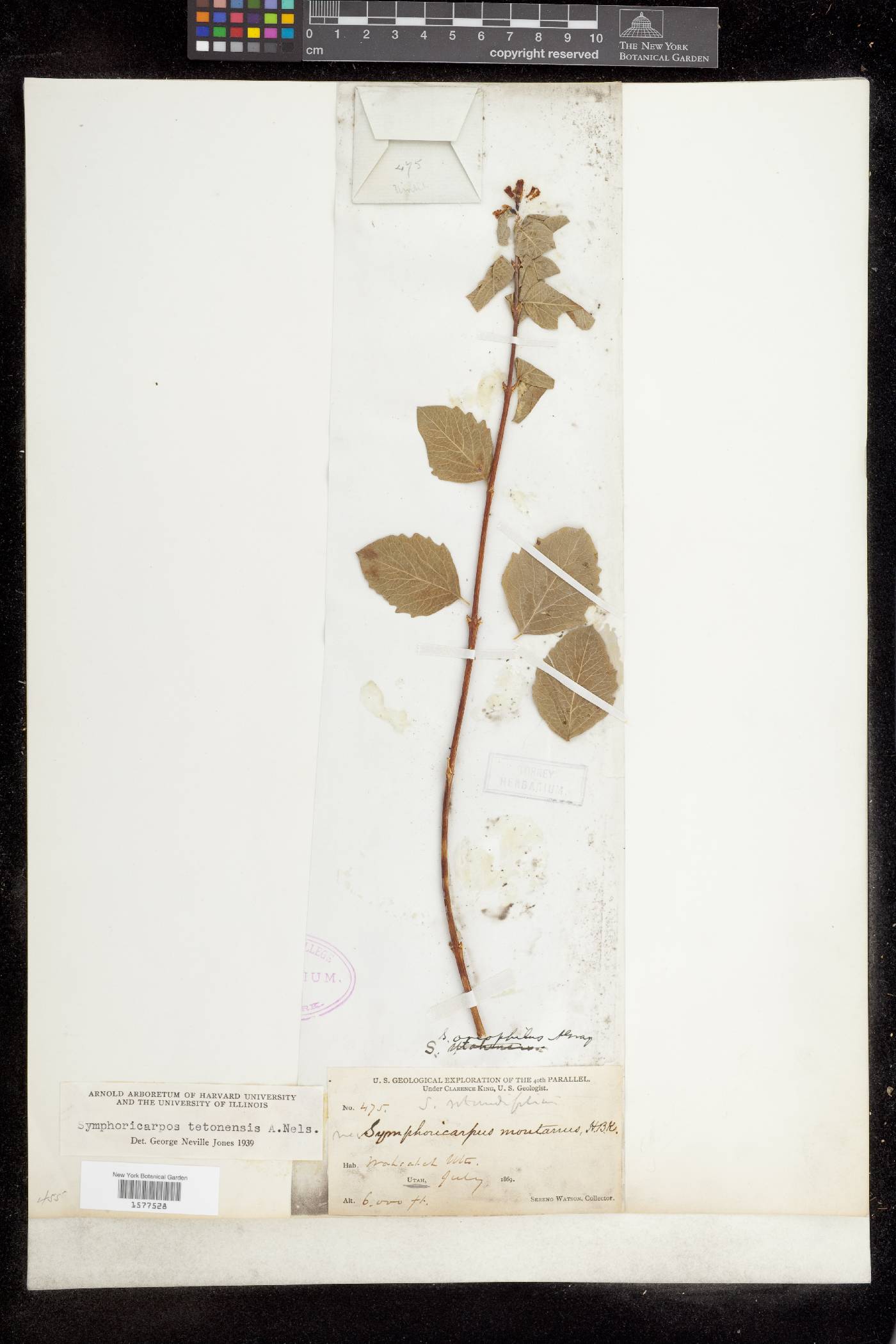 Symphoricarpos oreophilus var. utahensis image