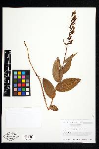 Smilax schomburgkiana image