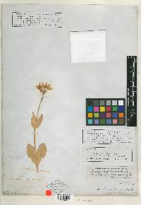 Image of Arnica coloradensis
