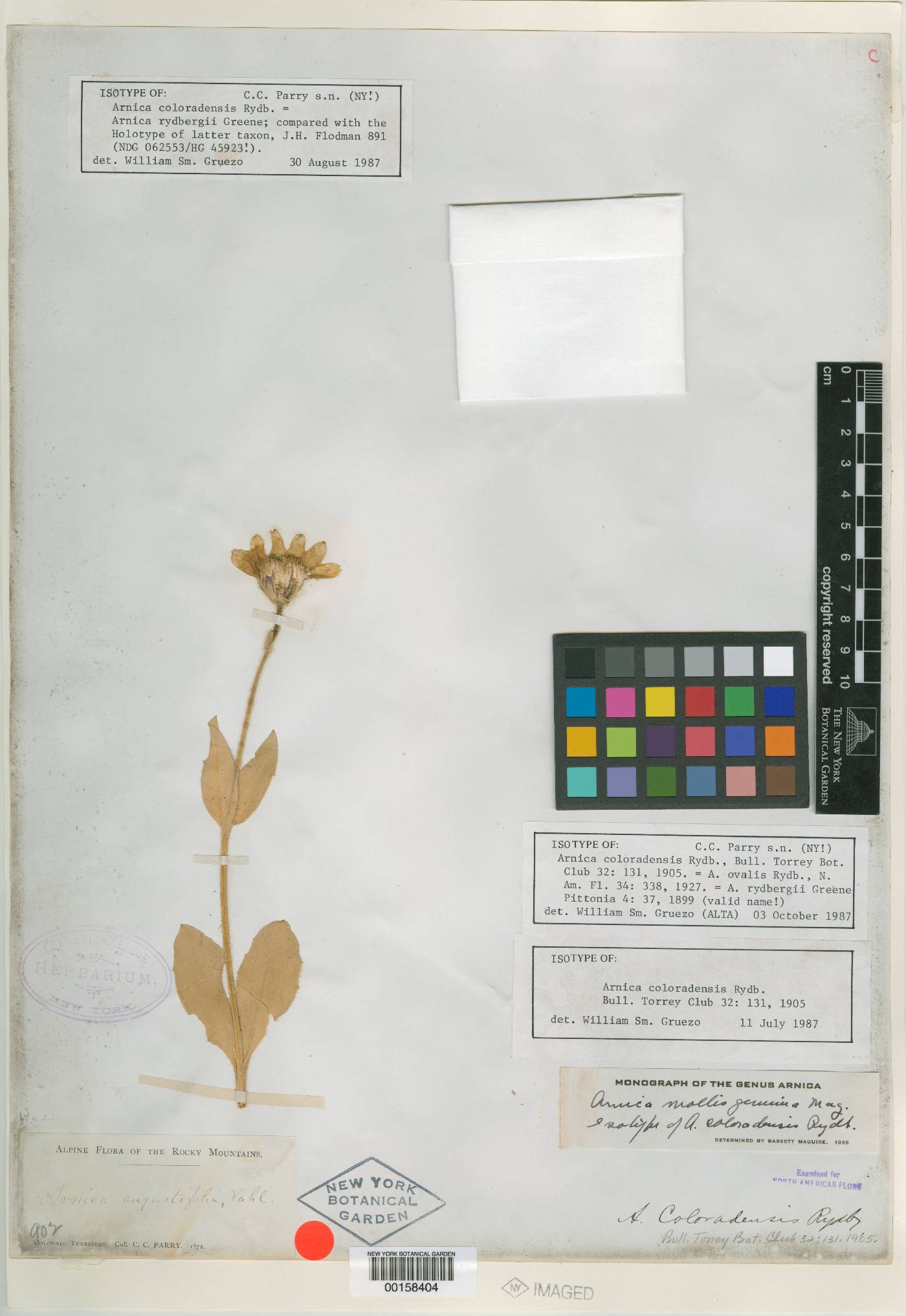 Arnica coloradensis image