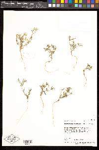 Phlox gracilis image