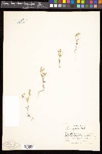 Phlox gracilis image