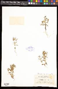 Phlox gracilis subsp. humilis image