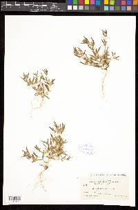 Phlox gracilis image