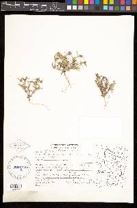 Phlox gracilis image