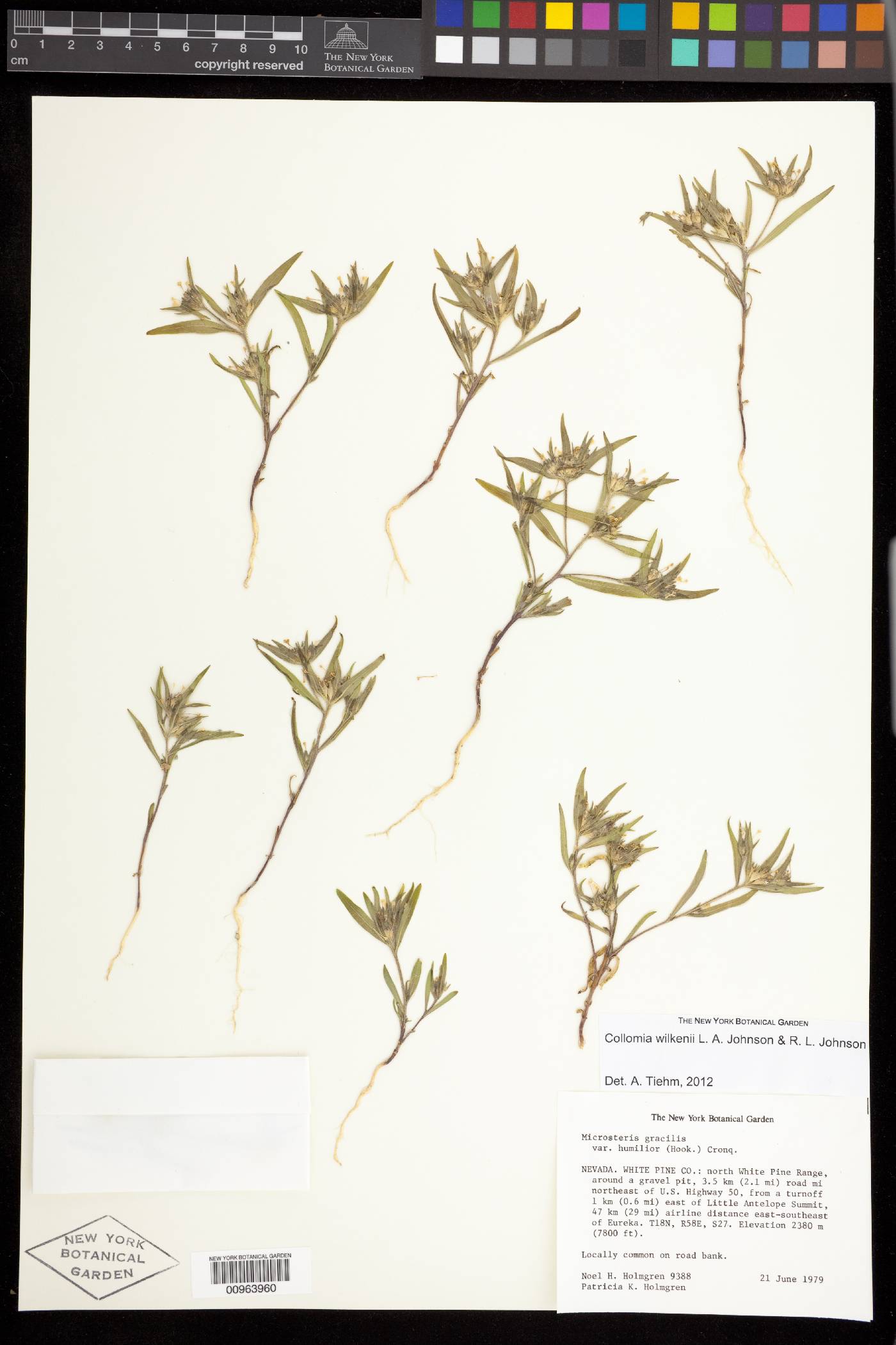 Collomia wilkenii image