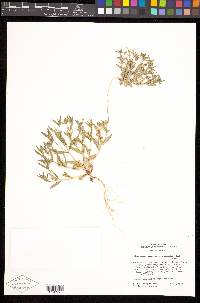 Phlox gracilis image