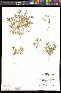 Phlox gracilis subsp. humilis image