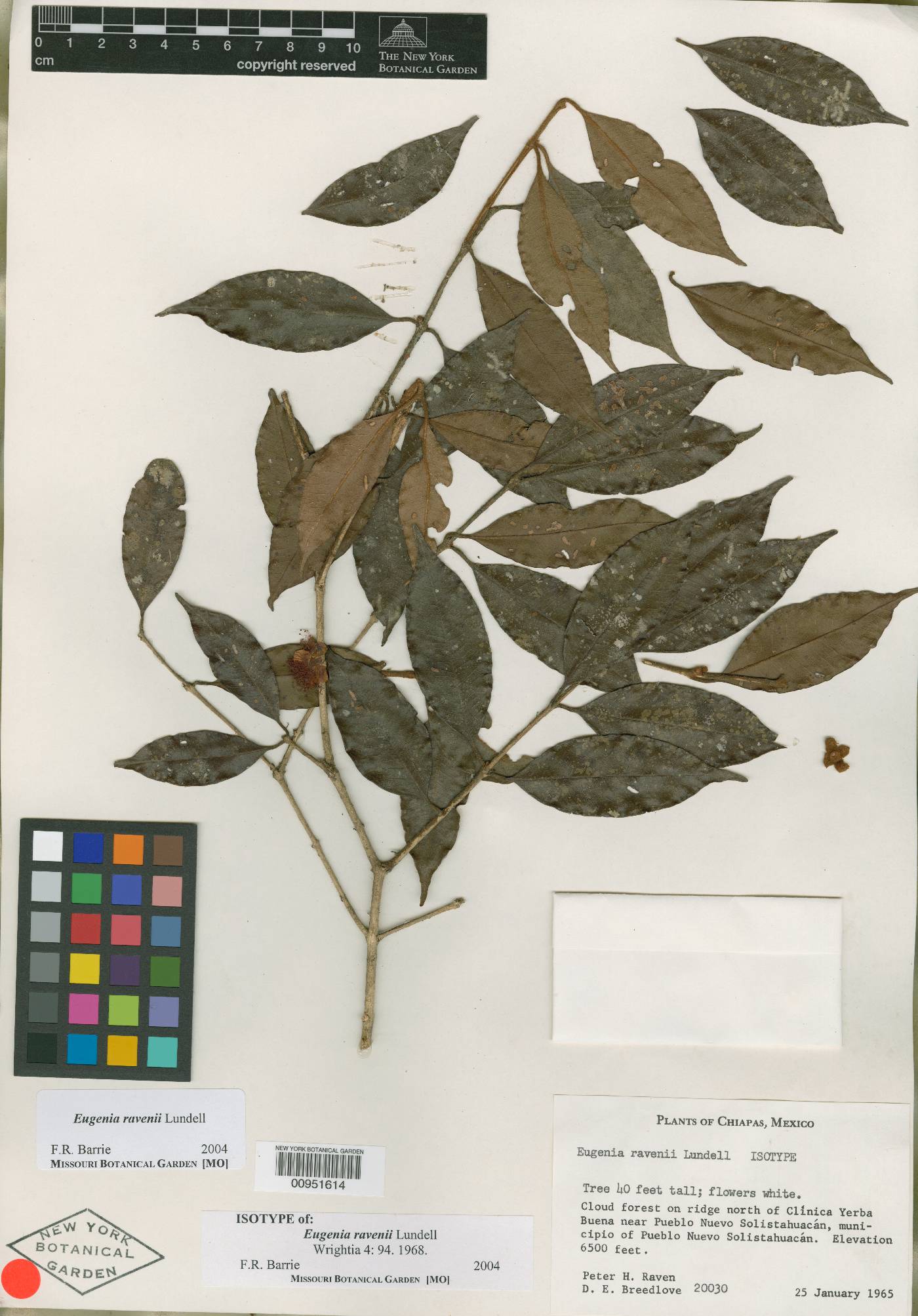 Eugenia ravenii image