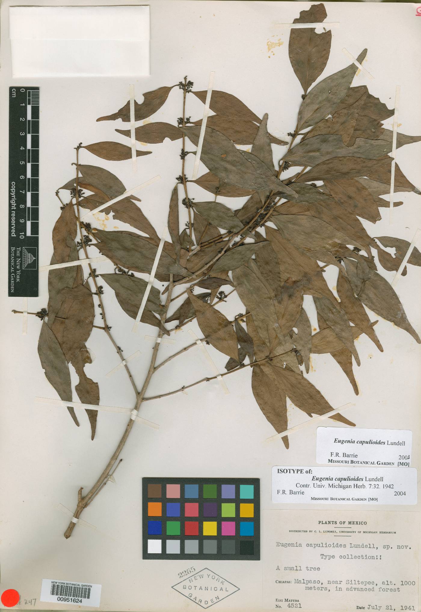 Eugenia capulioides image
