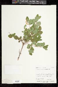 Symphoricarpos oreophilus image