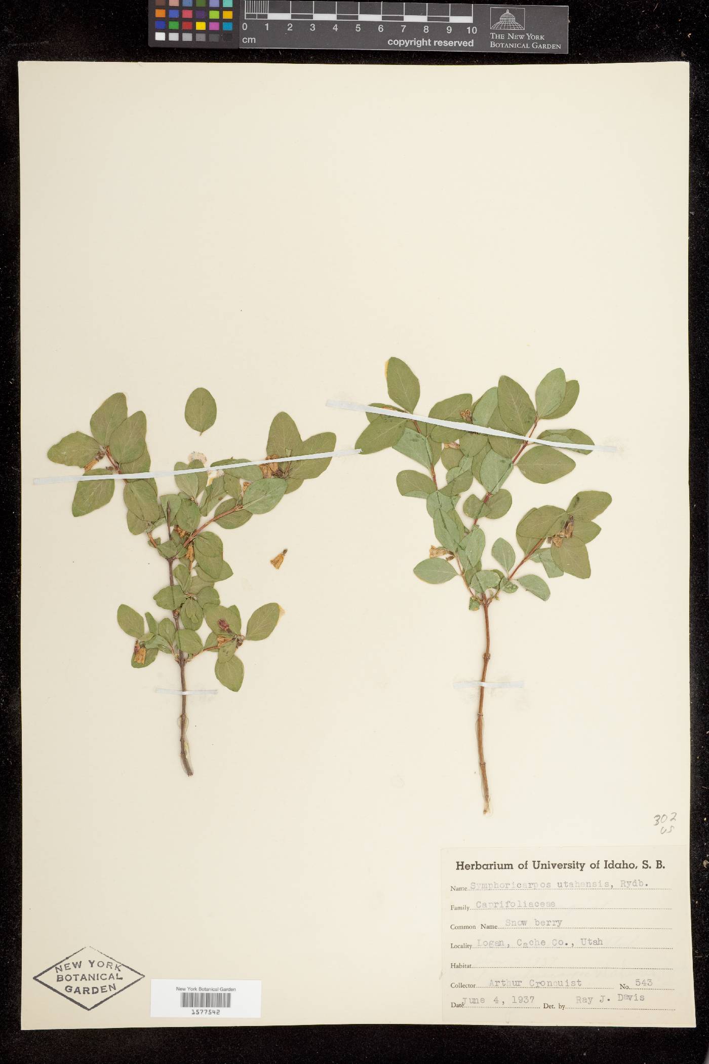 Symphoricarpos oreophilus var. utahensis image