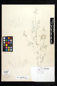 Image of Halenia conzattii