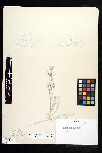 Image of Halenia alata