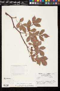 Bursera citronella image