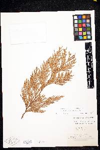 Thuja plicata image