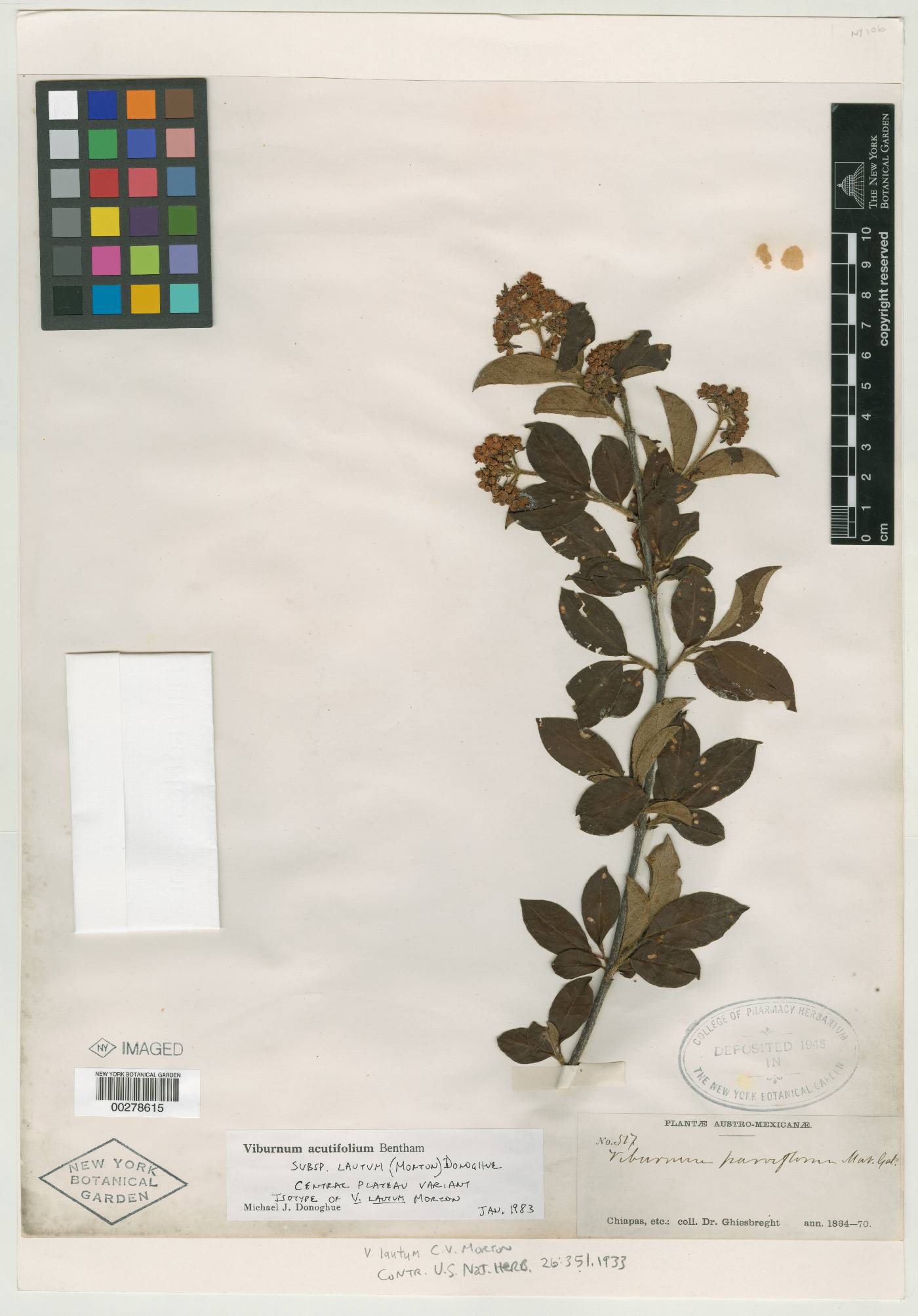 Viburnum lautum image