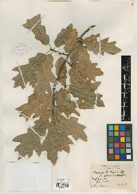 Quercus x moultonensis image