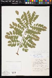 Hesperalbizia occidentalis image