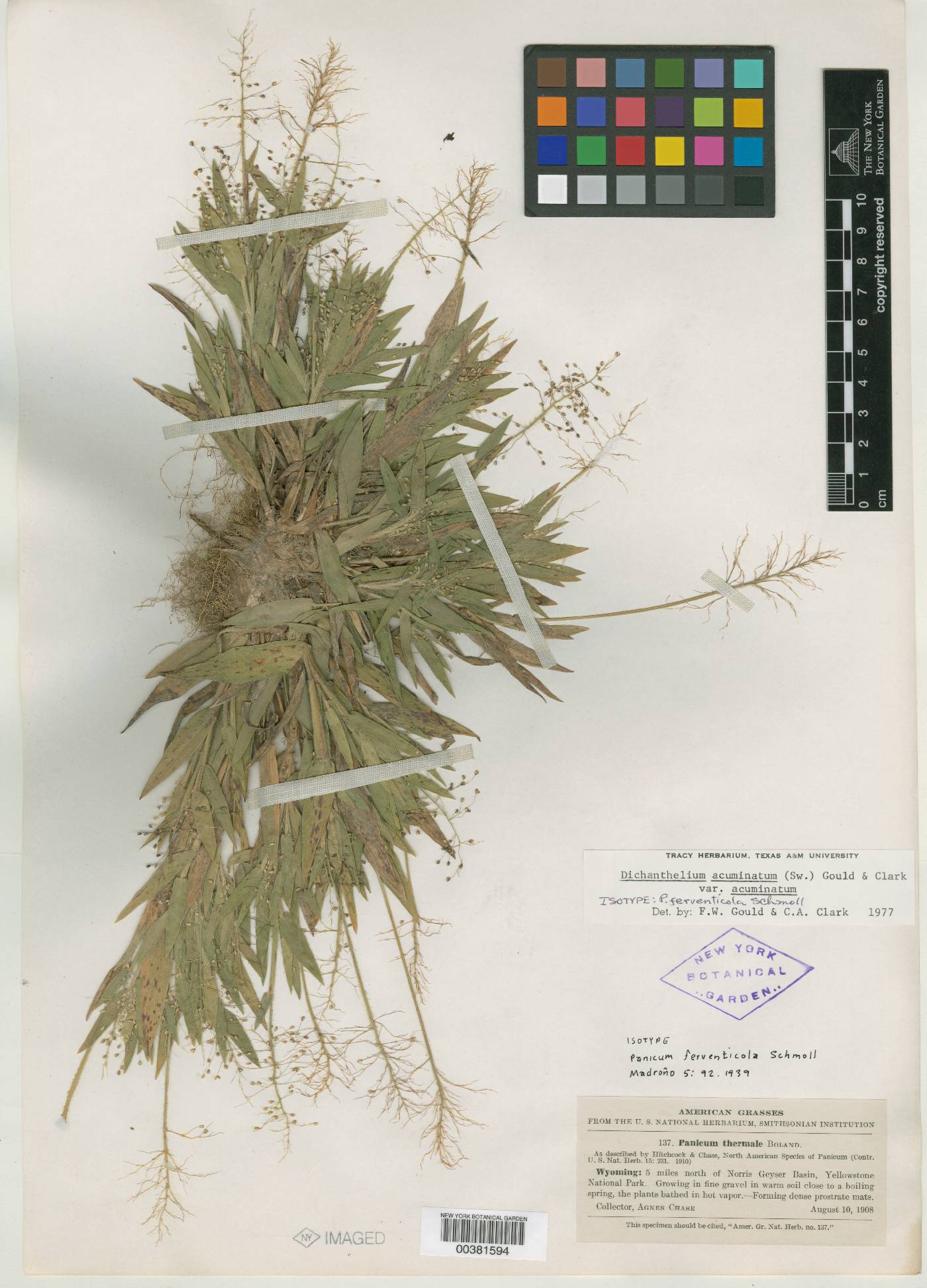 Dichanthelium acuminatum subsp. sericeum image