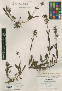 Penstemon washingtonensis image